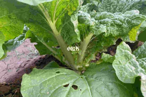 悦刻一次性电子烟烟量小