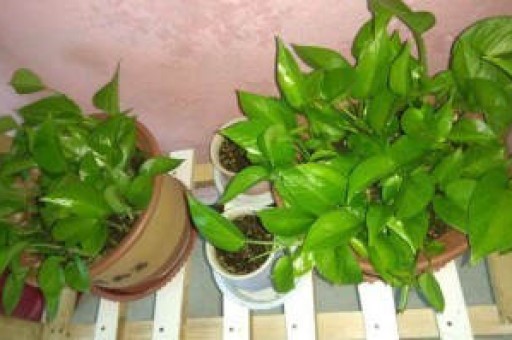 悦刻五代官方旗舰店多少钱一个，悦刻五代官方旗舰店多少钱一个盒子