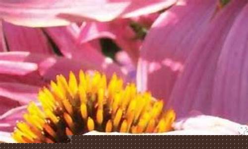 悦刻无限冠军口味是哪三种 悦刻无限冠军口味是哪三种